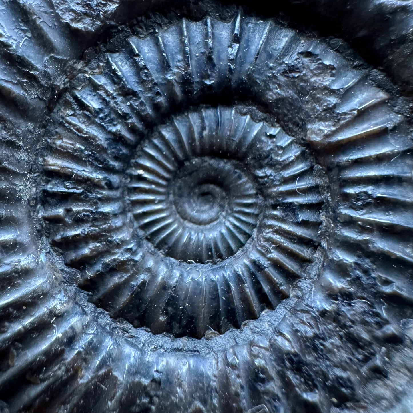 Dactylioceras Ammonite Fossil With box and Stand - Whitby, North Yorkshire Jurassic Coast Yorkshire Fossils