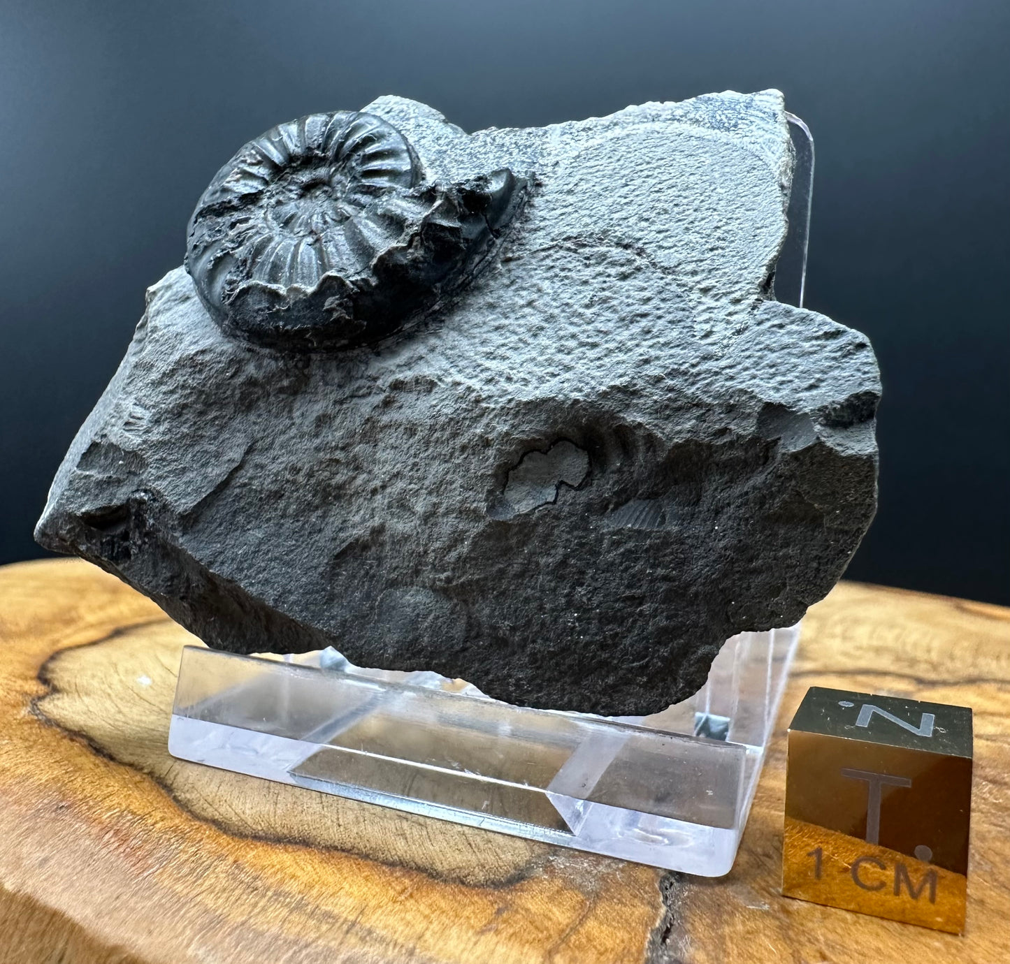 Asteroceras Ammonite fossil with box and stand - Whitby, North Yorkshire Jurassic Coast Yorkshire Fossils