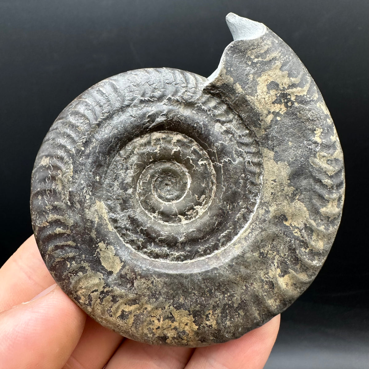 Hildoceras Bifrons Ammonite fossil with stand - Whitby, North Yorkshire Jurassic Coast, Yorkshire Fossils from the Jurassic Coast