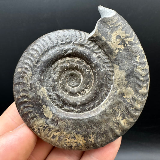 Hildoceras Bifrons Ammonite fossil with stand - Whitby, North Yorkshire Jurassic Coast, Yorkshire Fossils from the Jurassic Coast
