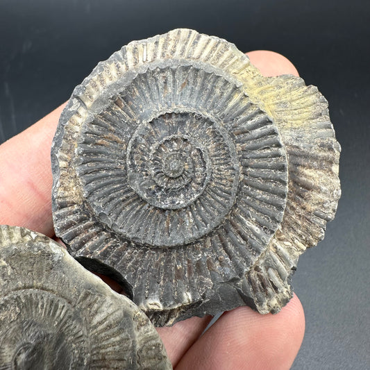 Dactylioceras imprint (negative) bundle ammonite shell fossil with box - Whitby, North Yorkshire, Yorkshire Fossils