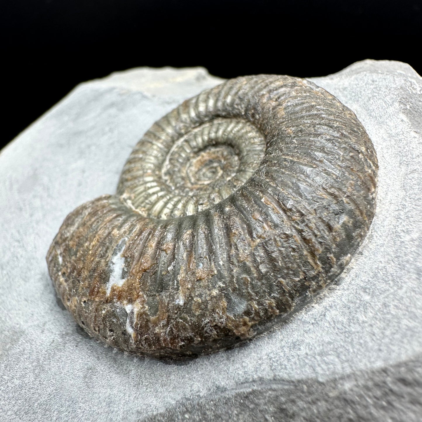 Dactylioceras semicelatum Ammonite fossil - Whitby, North Yorkshire Jurassic Coast Yorkshire Fossils