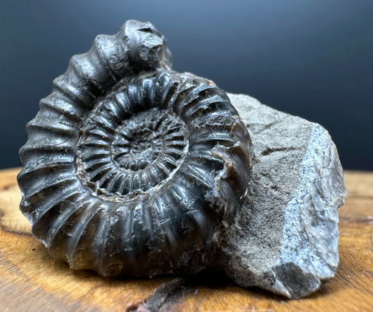 Androgynoceras capricornus Ammonite Fossil With Box And Stand - Whitby, North Yorkshire Jurassic Coast Yorkshire Fossils