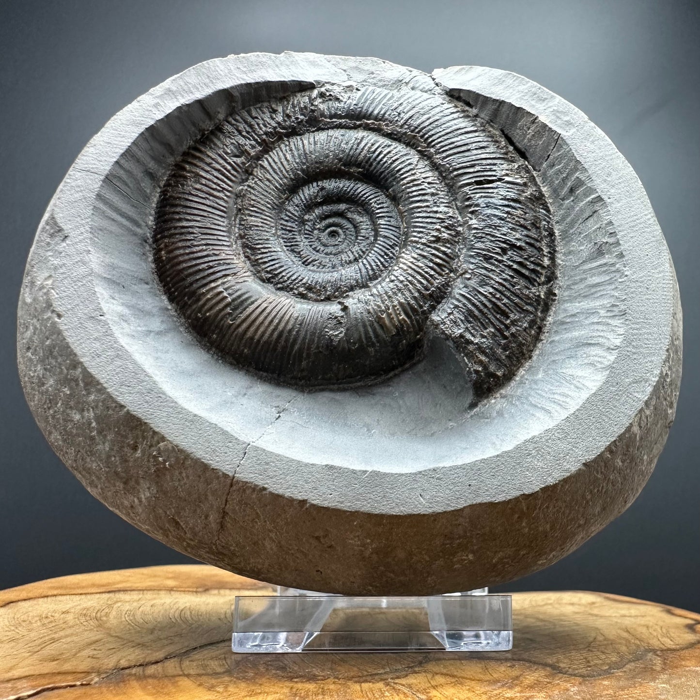 Dactylioceras semicelatum Ammonite fossil with box and stand - Whitby, North Yorkshire Jurassic Coast