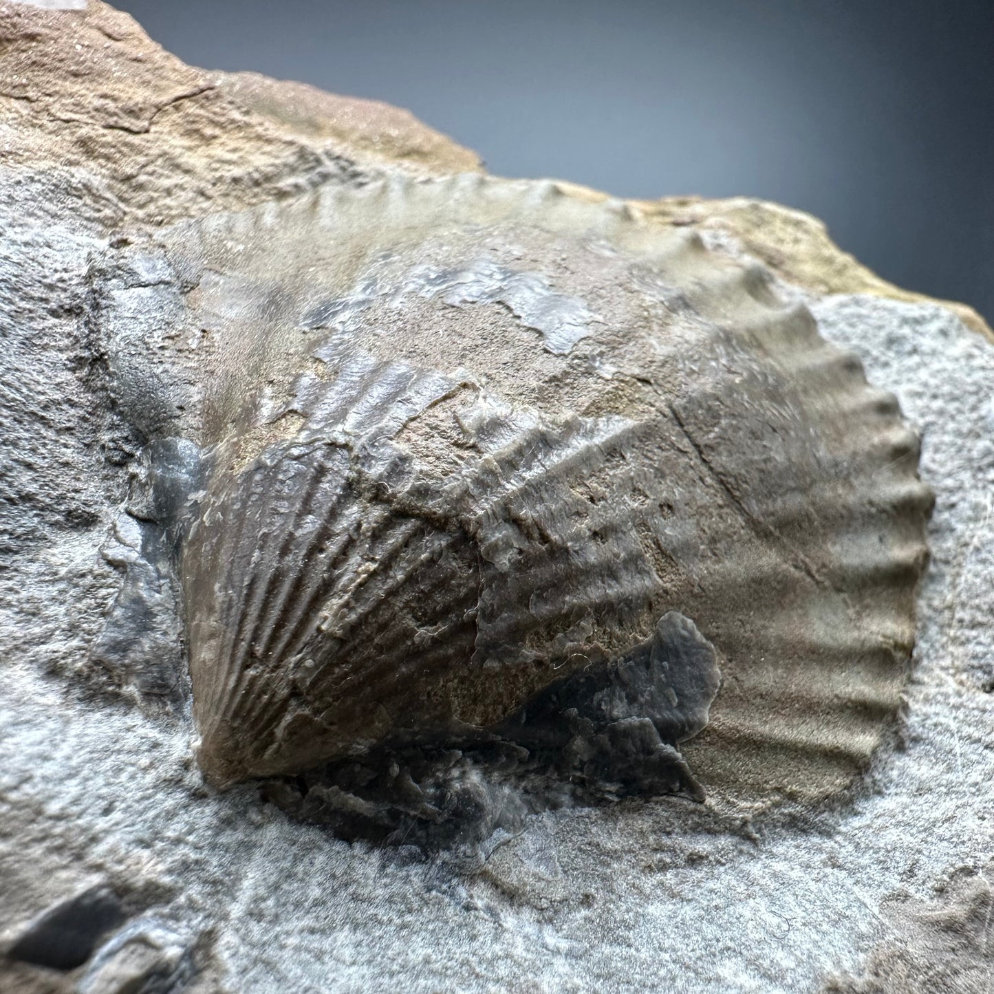Shell fossil with stand - Whitby, North Yorkshire, Jurassic Coast, Yorkshire Fossils