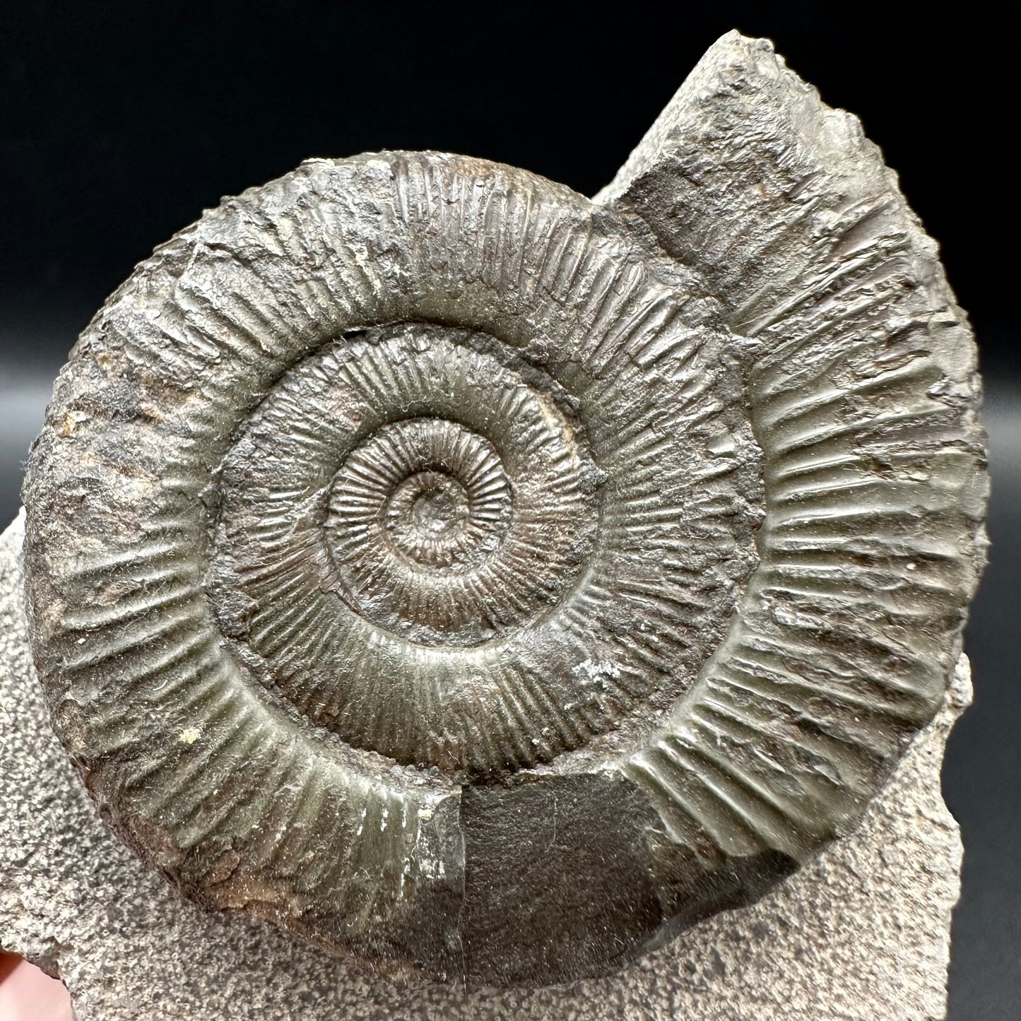 Peronoceras turriculatum Ammonite fossil with box and stand - Whitby, North Yorkshire Jurassic Coast, Yorkshire fossils