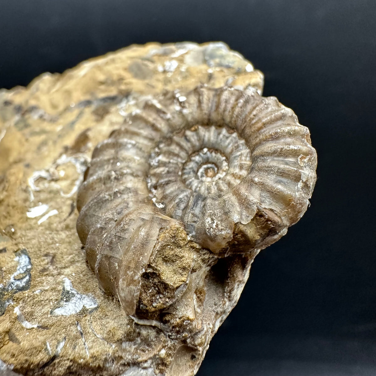 Androgynoceras capricornus Ammonite Fossil With Stand - Whitby, North Yorkshire Jurassic Coast Yorkshire Fossils