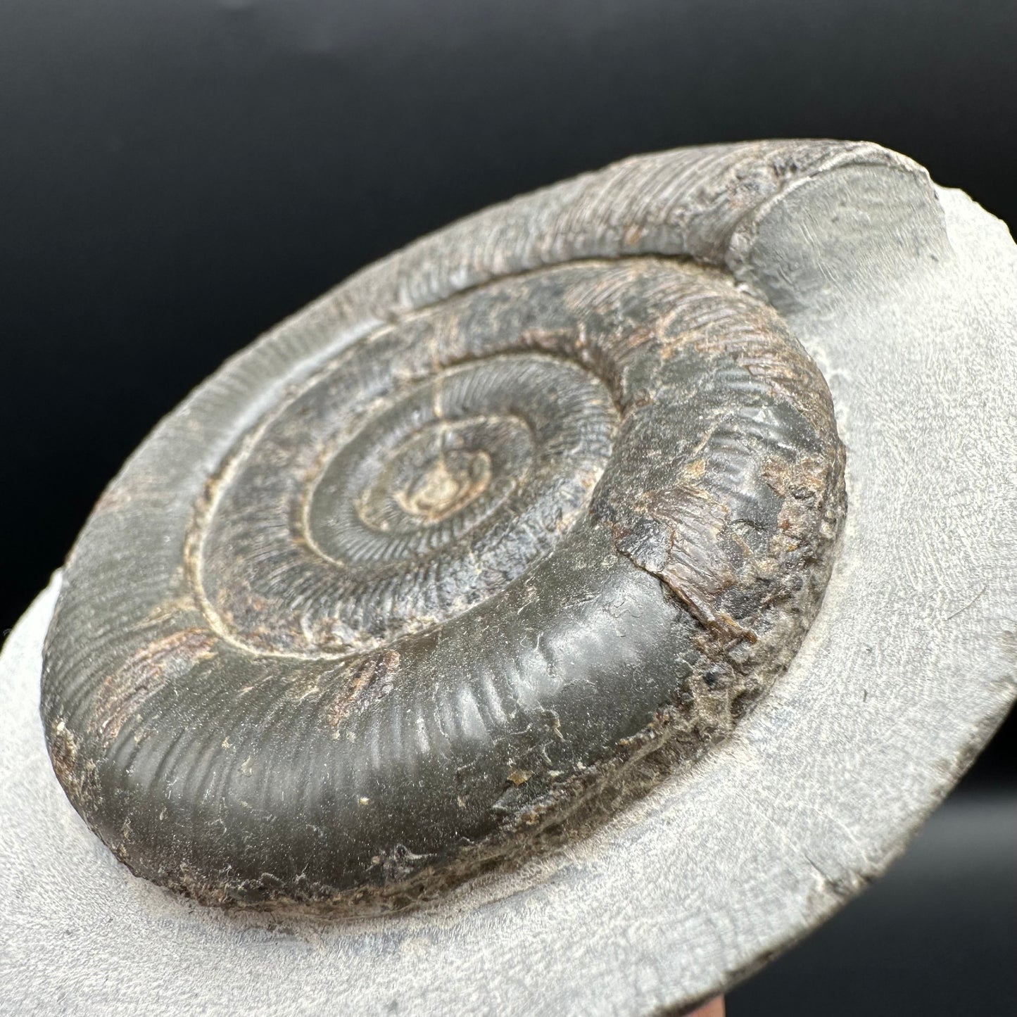 Dactylioceras tenuicostatum Ammonite fossil with box and stand - Whitby, North Yorkshire Jurassic Coast