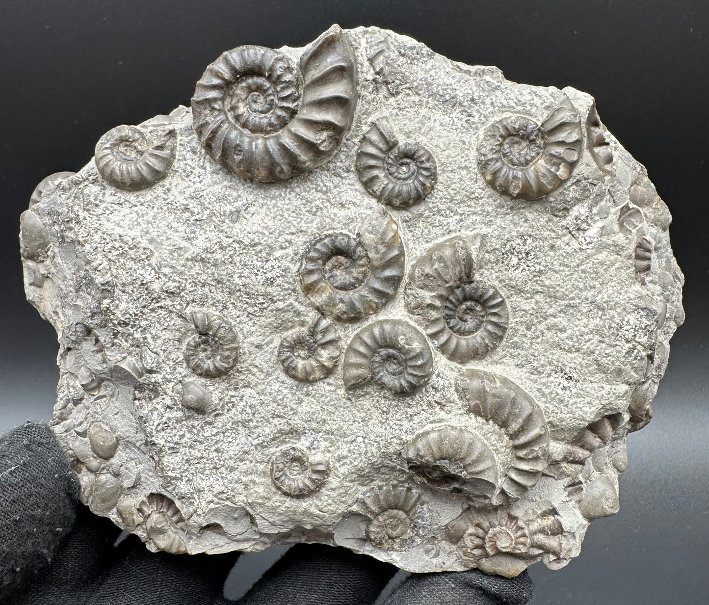 Eugassiceras Ammonite shell fossil with box and stand - Whitby, North Yorkshire Jurassic Coast Yorkshire Fossils