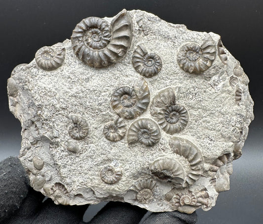 Eugassiceras Ammonite shell fossil with box and stand - Whitby, North Yorkshire Jurassic Coast Yorkshire Fossils