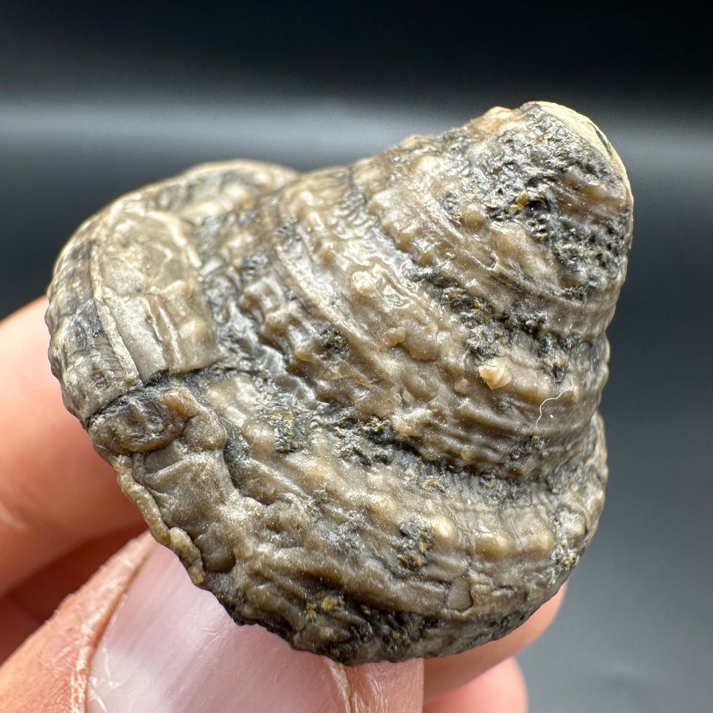 Gastropod Fossil Shell With Tin And Stand - Whitby, North Yorkshire, Jurassic Coast, Yorkshire Fossils