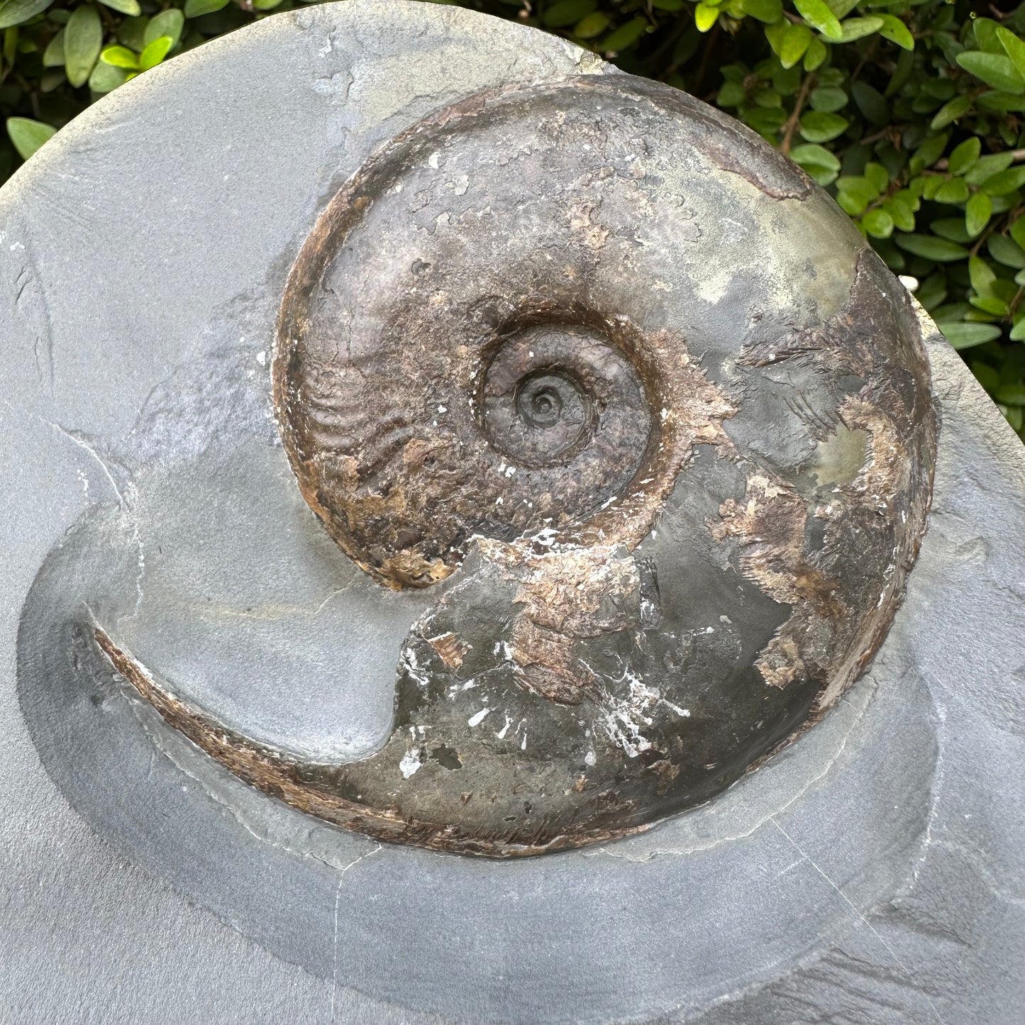 Golden Egg (GENUINE) Ammonite Fossil With Stand - Whitby, North Yorkshire Jurassic Coast Yorkshire Fossils