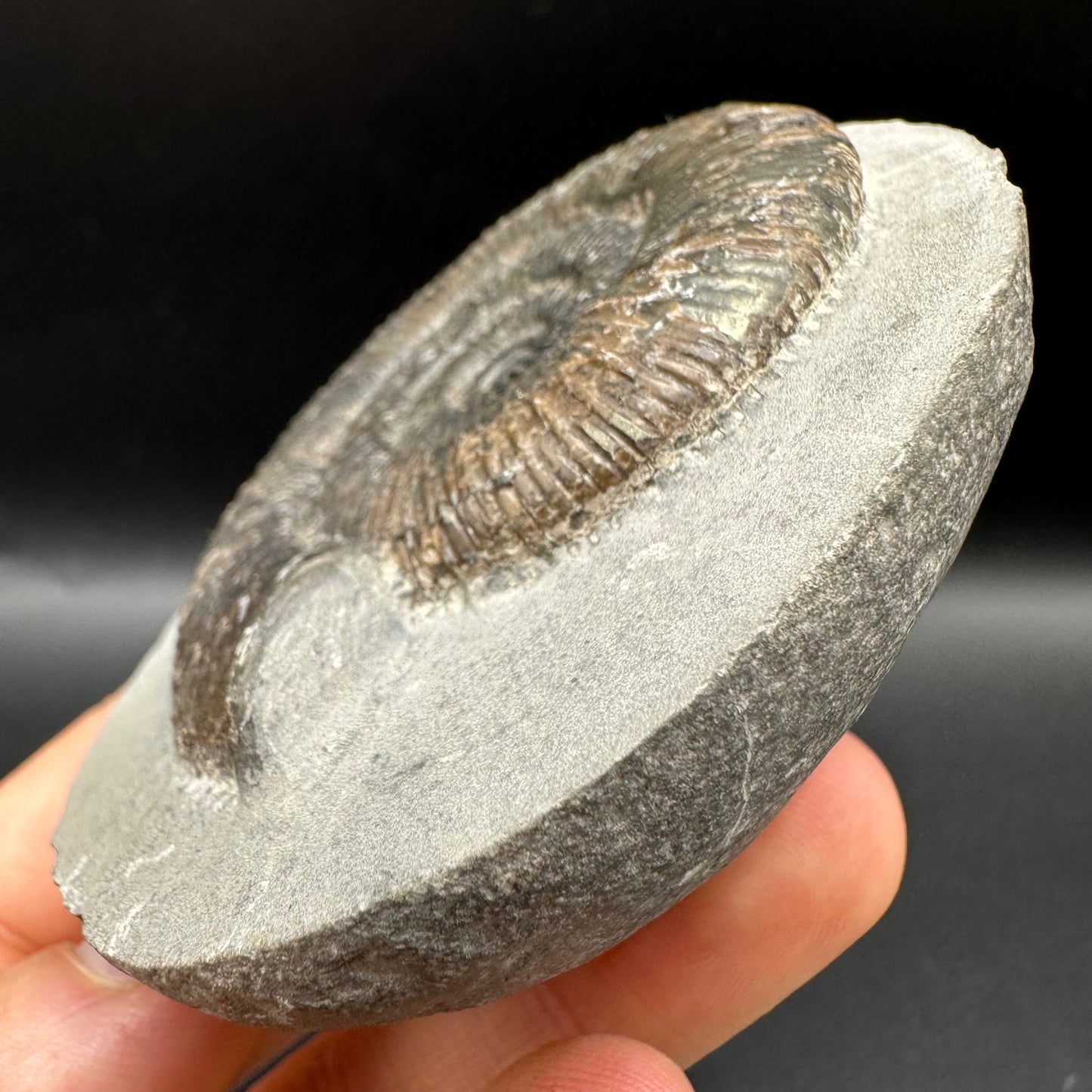 Dactylioceras semicelatum Ammonite fossil with box and stand - Whitby, North Yorkshire Jurassic Coast Yorkshire Fossils