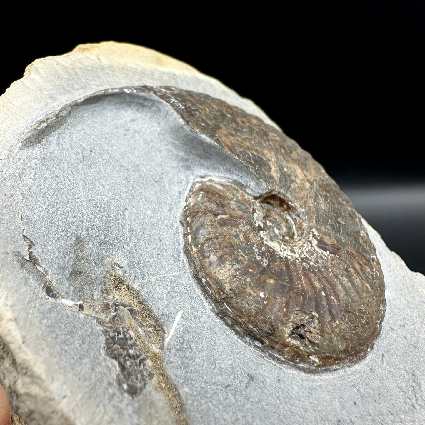 Pseudolioceras lythense Ammonite fossil with box and stand - Whitby, North Yorkshire, Yorkshire Fossils on the Jurassic Coast