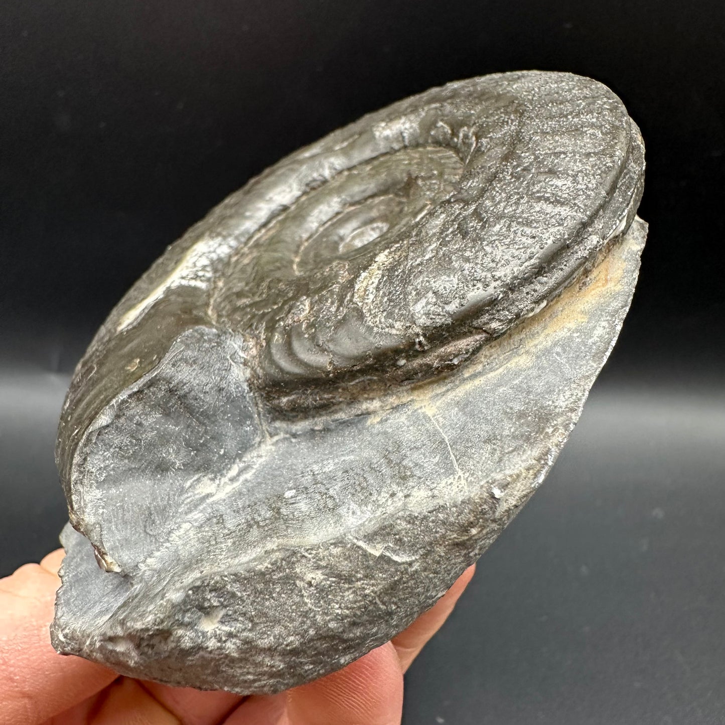 Hildoceras Bifrons Ammonite fossil with box and stand - Whitby, North Yorkshire Jurassic Coast, Yorkshire Fossils from the Jurassic Coast