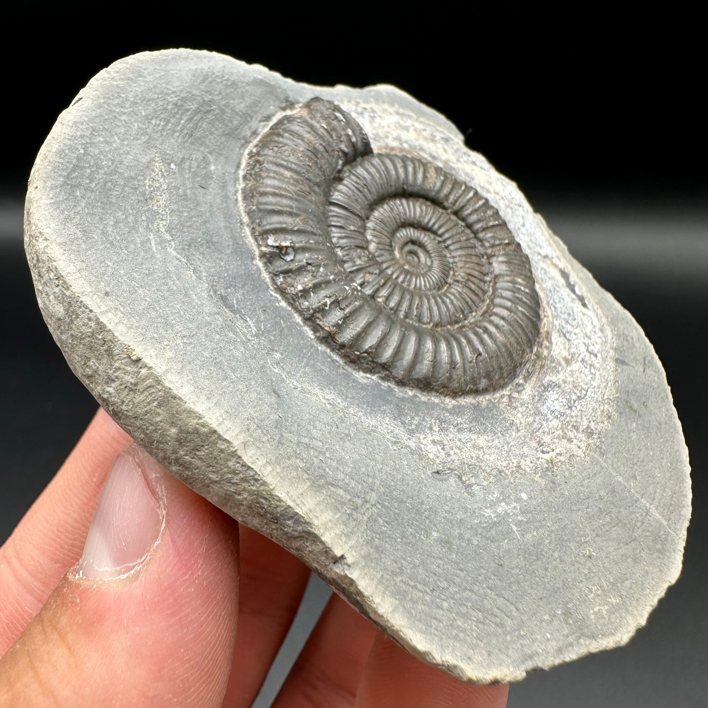 Dactylioceras Ammonite Fossil With Box And Stand - Whitby, North Yorkshire Jurassic Coast Yorkshire Fossils