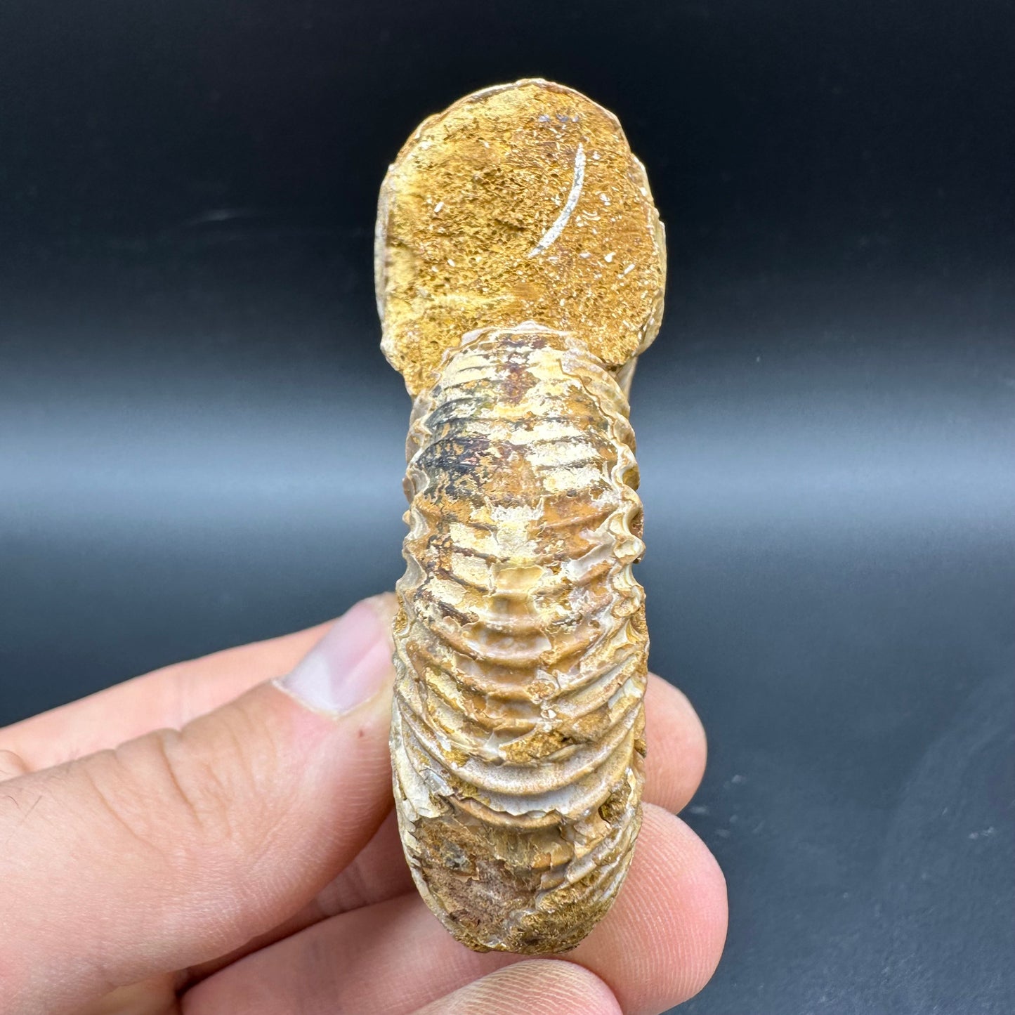 Dichotomosphinctes Ammonite Fossil With Box And Stand - Middle Jurassic Ammonite Madagascar