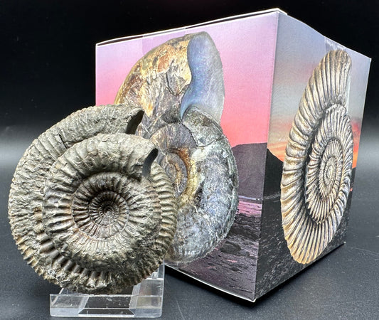 Catacoeloceras Sp. ammonite fossil with box and stand- Whitby, North Yorkshire Jurassic Coast Yorkshire Fossils