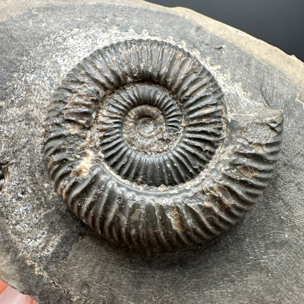 Dactylioceras Ammonite Fossil With box and Stand - Whitby, North Yorkshire Jurassic Coast Yorkshire Fossils