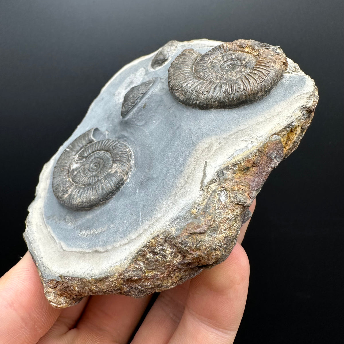 Dactylioceras Ammonite Fossil With Stand - Whitby, North Yorkshire Jurassic Coast Yorkshire Fossils