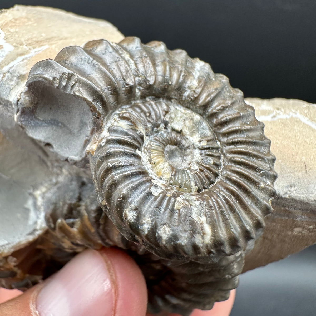 Pleuroceras paucicostatum ammonite fossil with box and stand - Whitby, North Yorkshire Jurassic Coast Yorkshire Fossils