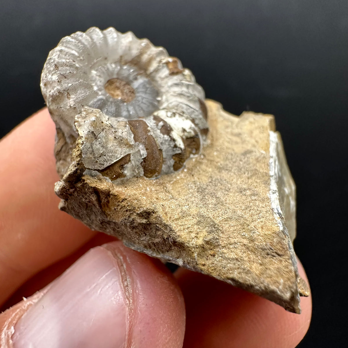 Androgynoceras capricornus Ammonite Fossil With Stand - Whitby, North Yorkshire Jurassic Coast Yorkshire Fossils