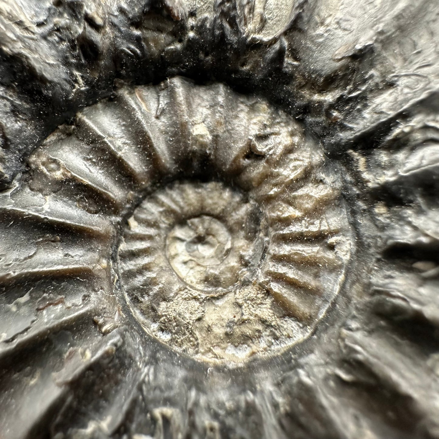 Aegasteroceras sagittarium ammonite fossil with box and stand - Whitby, North Yorkshire Jurassic Coast Yorkshire Fossils