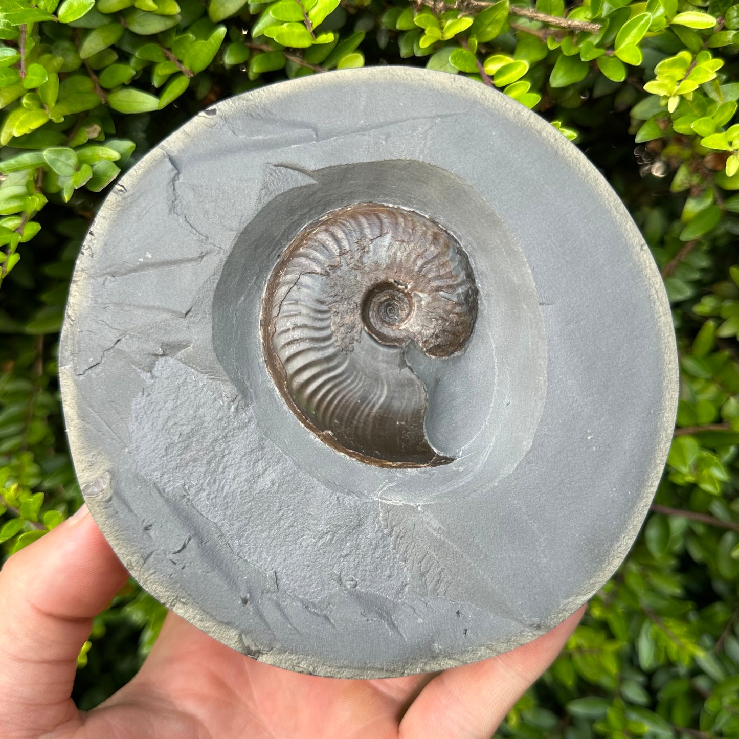 Golden Egg (GENUINE) Ammonite Fossil With Stand - Whitby, North Yorkshire Jurassic Coast Yorkshire Fossils