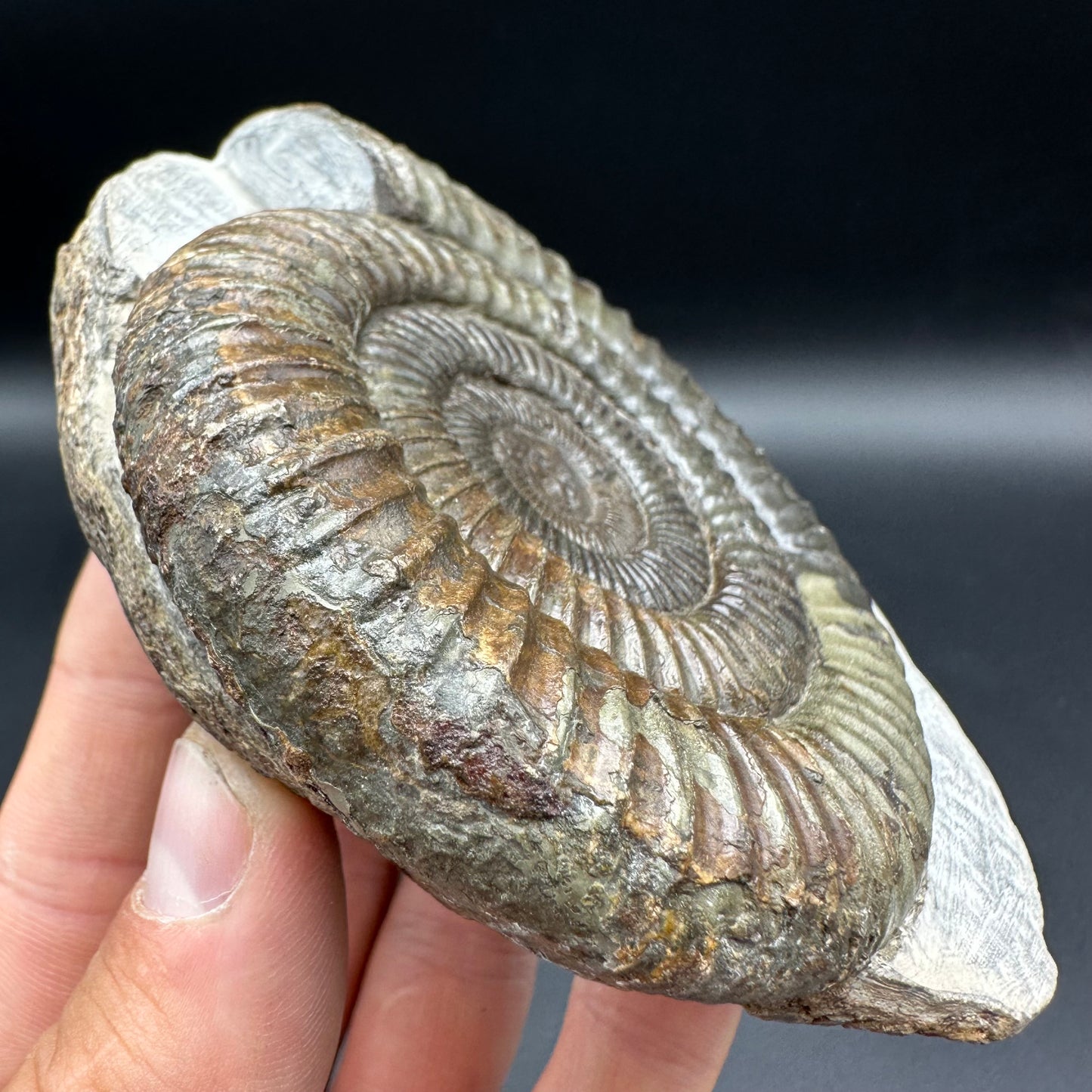 Dactylioceras Ammonite Fossil With Box And Stand - Whitby, North Yorkshire Jurassic Coast Yorkshire Fossils