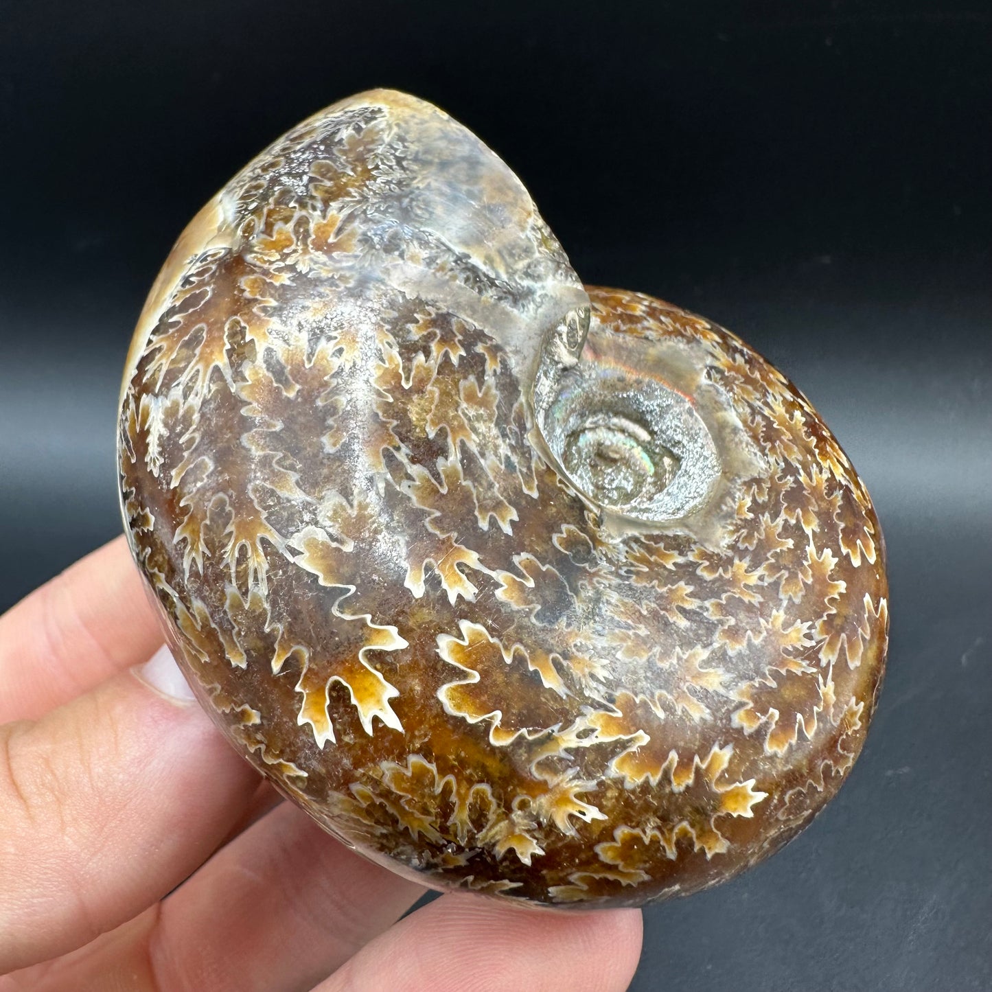 Puzosia Ammonite Fossil With Box And Stand - Cretaceous Ammonite Madagascar