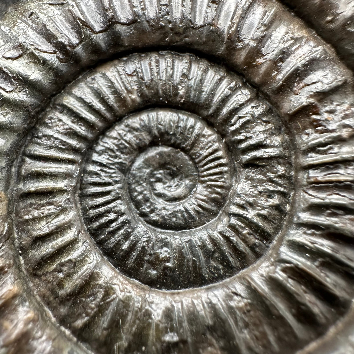 Dactylioceras Ammonite Fossil With box and Stand - Whitby, North Yorkshire Jurassic Coast Yorkshire Fossils