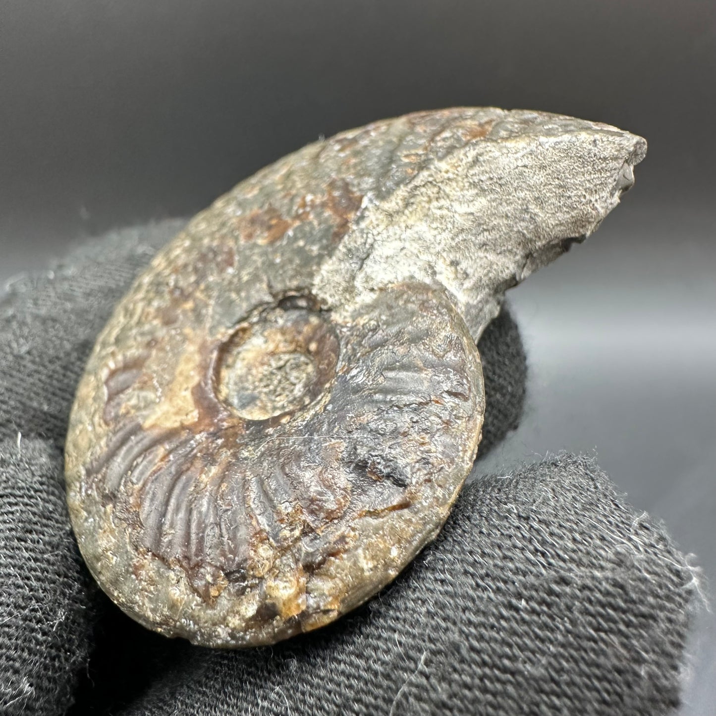 Pseudolioceras lythense Ammonite fossil with box and stand - Whitby, North Yorkshire, Yorkshire Fossils on the Jurassic Coast