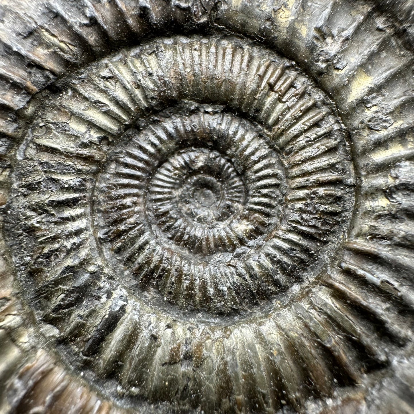 Dactylioceras Ammonite Fossil With Box And Stand - Whitby, North Yorkshire Jurassic Coast Yorkshire Fossils