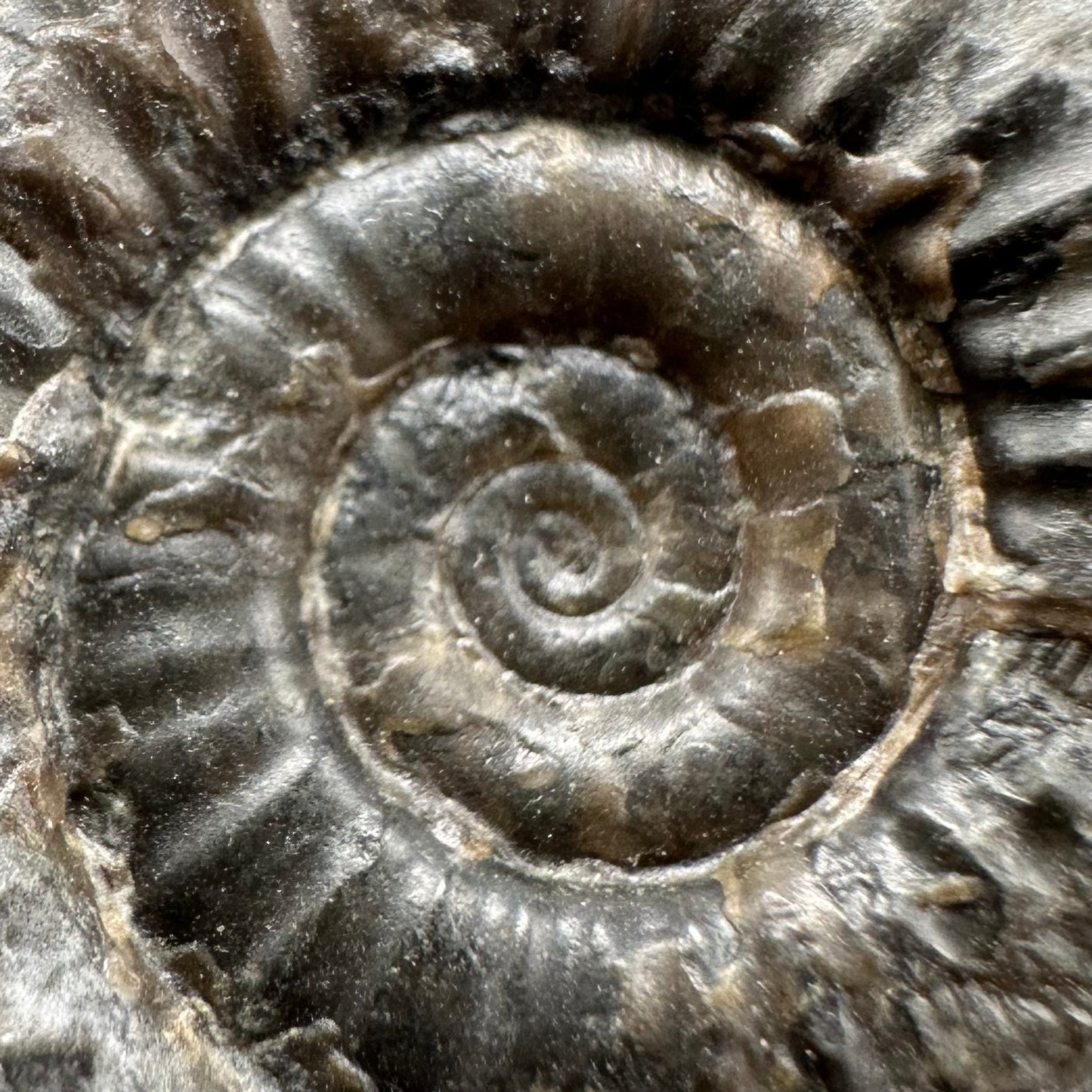 Arnioceras ammonite shell fossil with box and stand - Whitby, North Yorkshire Jurassic Coast Yorkshire Fossils
