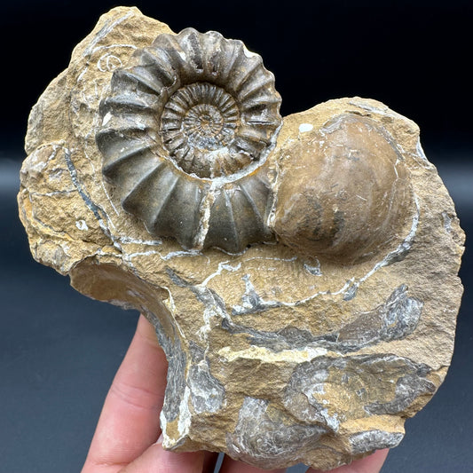 Androgynoceras Capricornus ammonite fossil - Whitby, North Yorkshire Jurassic Coast Yorkshire Fossils