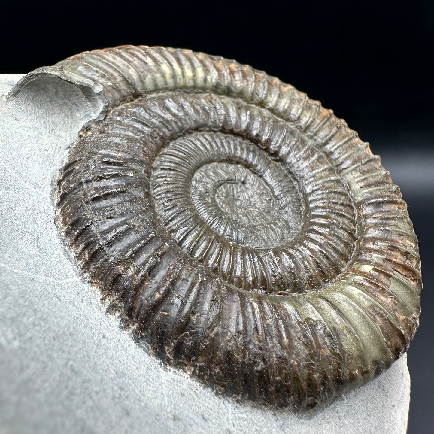 Dactylioceras Ammonite Fossil - Whitby, North Yorkshire Jurassic Coast Yorkshire Fossils