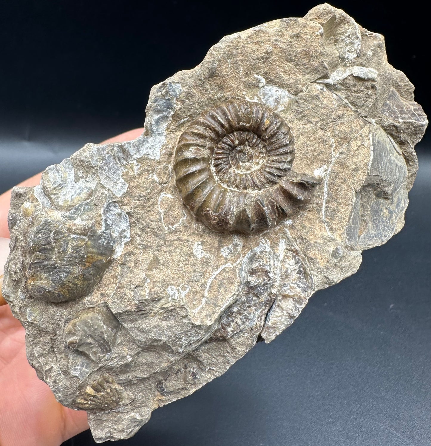 Androgynoceras capricornus Ammonite fossil with box and stand - Whitby, North Yorkshire Jurassic Coast Yorkshire Fossils