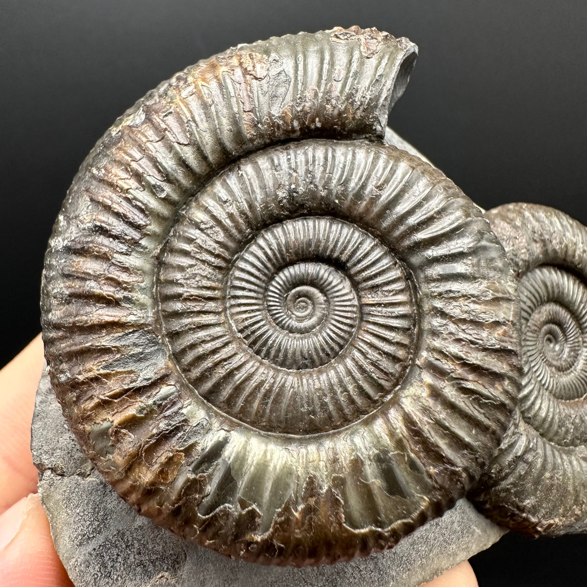 Dactylioceras Ammonite Fossil With Stand - Whitby, North Yorkshire Jurassic Coast Yorkshire Fossils