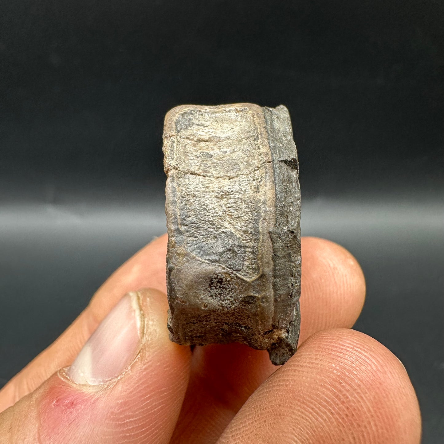 Ichthyosaur Vertebra fossil with box and stand - Whitby, North Yorkshire Jurassic Coast, Yorkshire fossils found on the Jurassic Coast