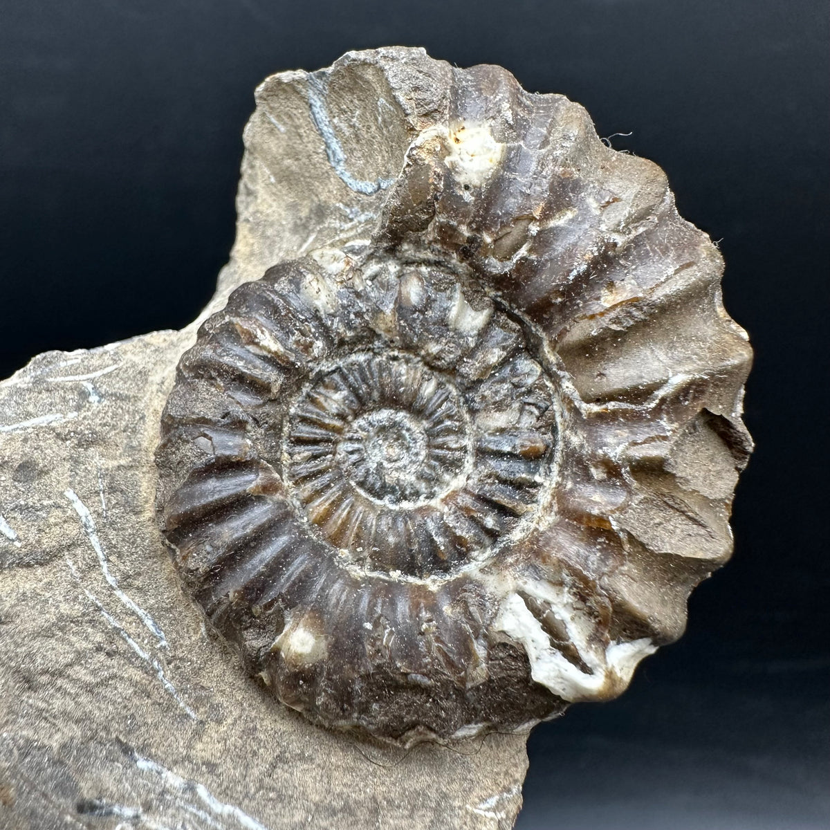 Androgynoceras capricornus Ammonite Fossil With Stand - Whitby, North Yorkshire Jurassic Coast Yorkshire Fossils