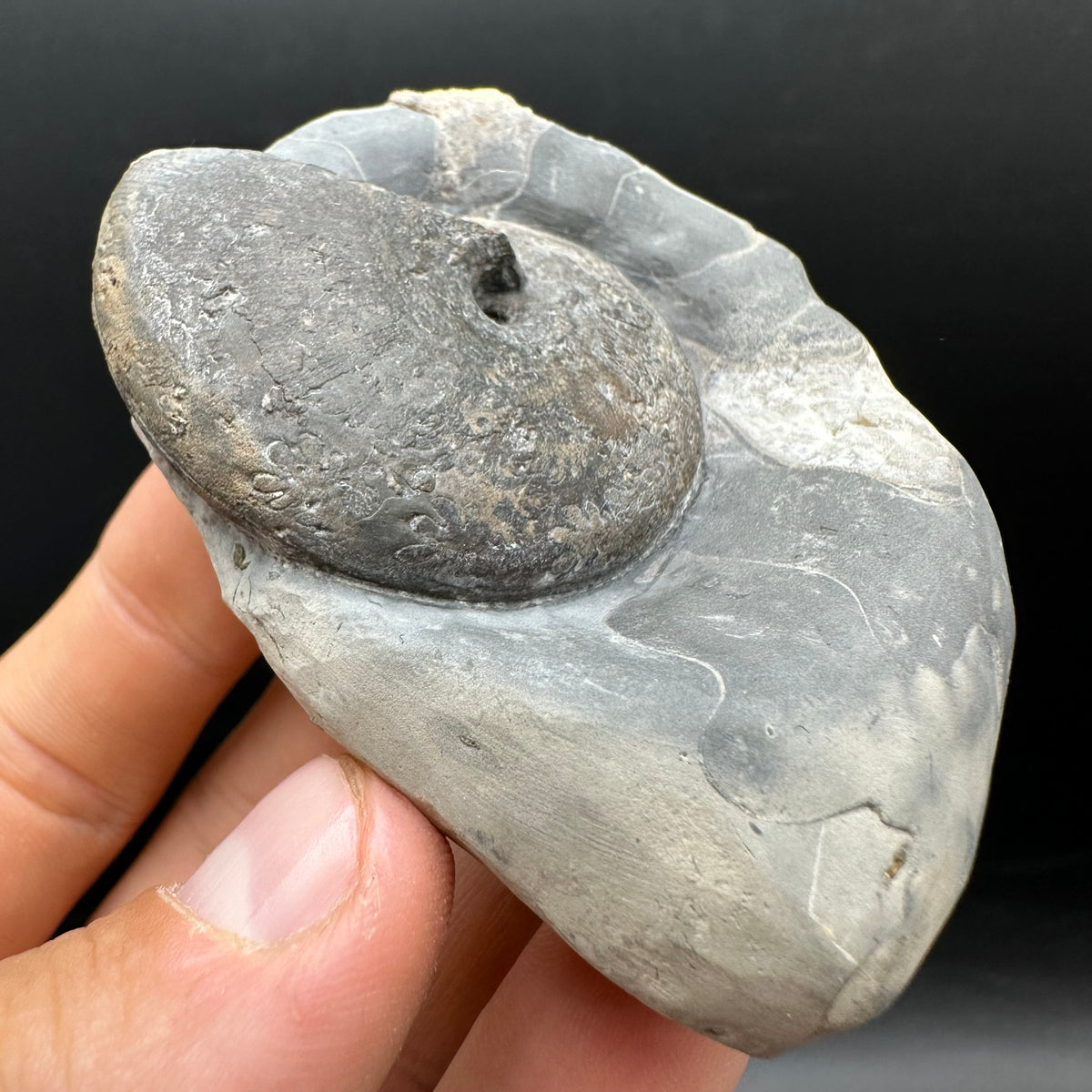 Phylloceras ammonite fossil with box and stand - Whitby, North Yorkshire Jurassic Coast, Yorkshire fossils