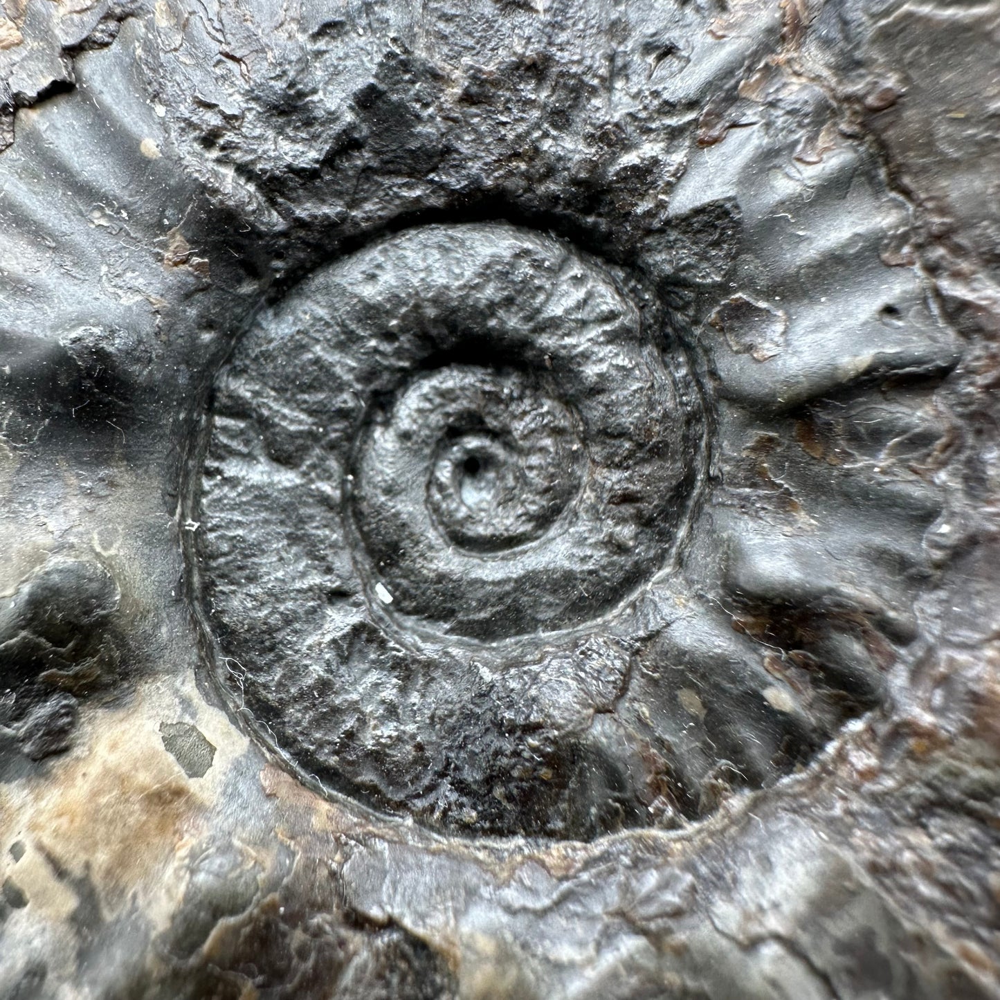 Haugia beani ammonite fossil with box and stand - Whitby, North Yorkshire Jurassic Coast Yorkshire Fossils