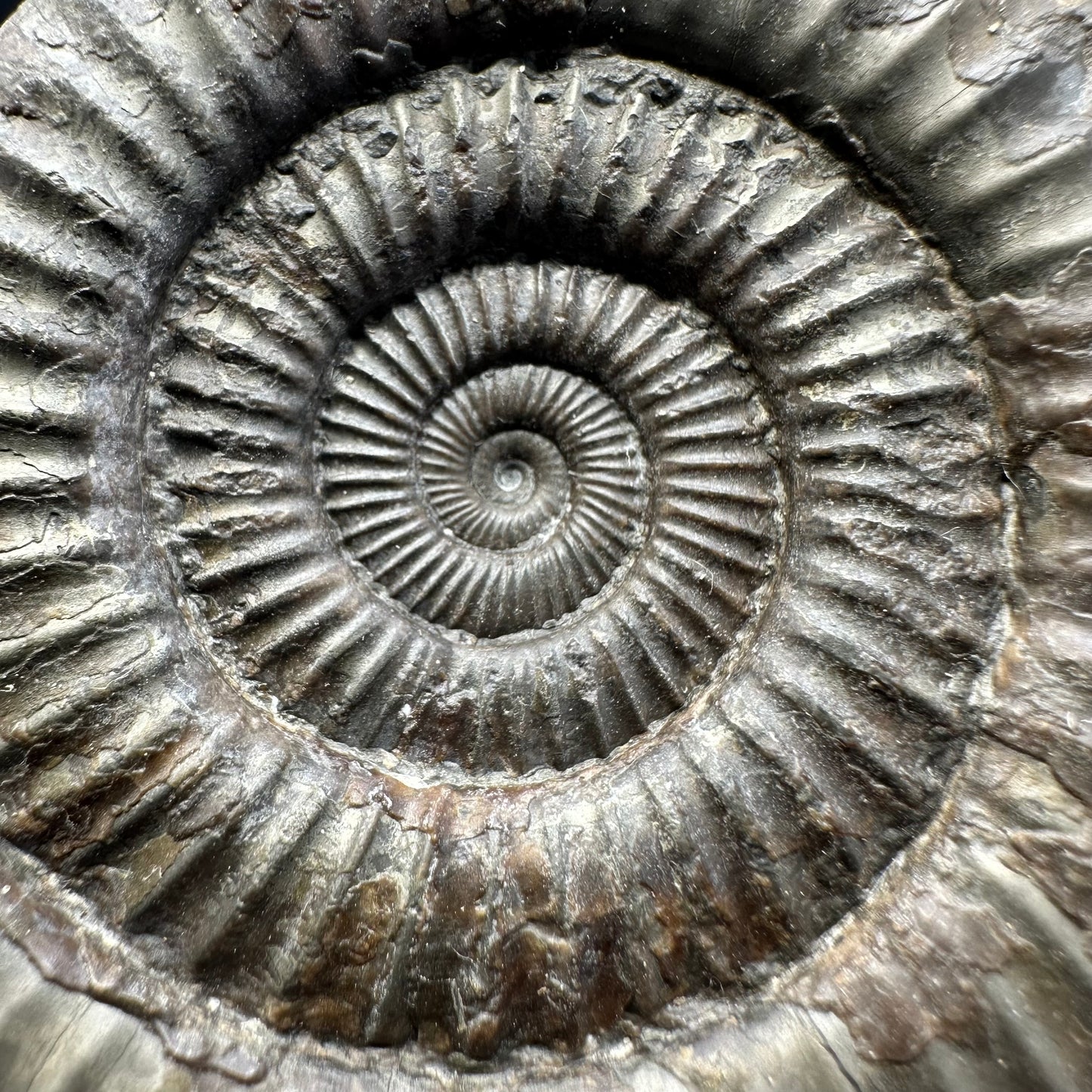 Dactylioceras Ammonite Fossil With Stand - Whitby, North Yorkshire Jurassic Coast Yorkshire Fossils