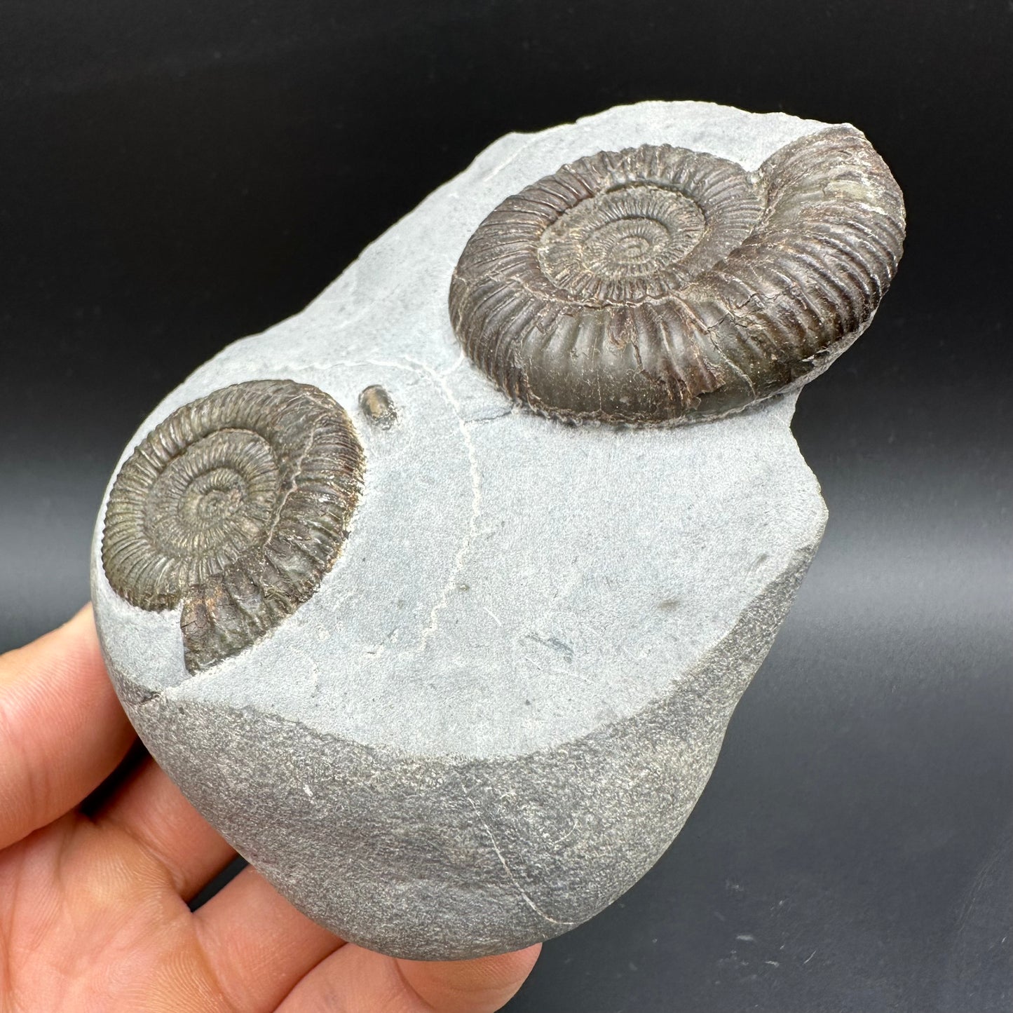 Dactylioceras Ammonite Fossil With Box And Stand - Whitby, North Yorkshire Jurassic Coast Yorkshire Fossils