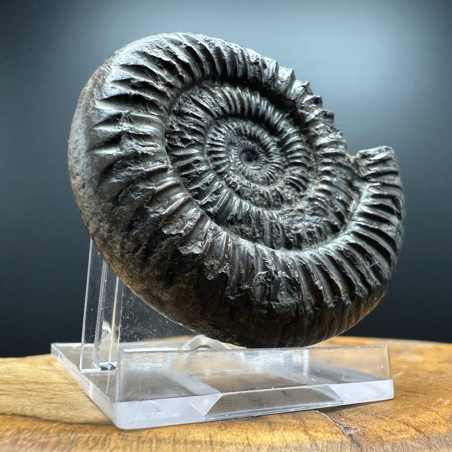 Dactylioceras Ammonite Fossil With box and Stand - Whitby, North Yorkshire Jurassic Coast Yorkshire Fossils