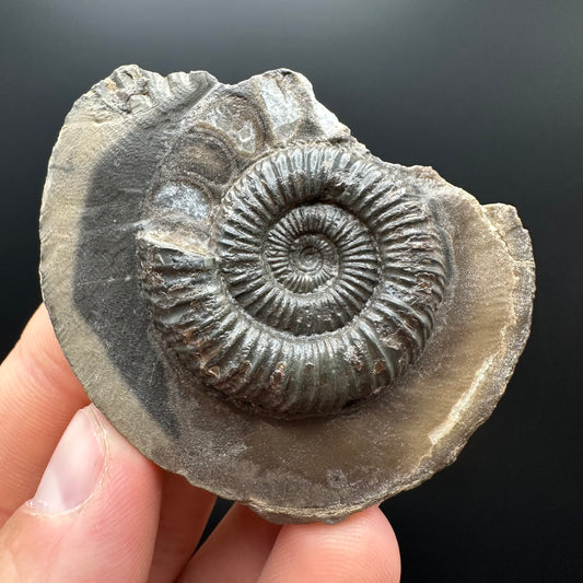 Genuine Yorkshire ammonite fossil for sale – Whitby Jurassic specimen