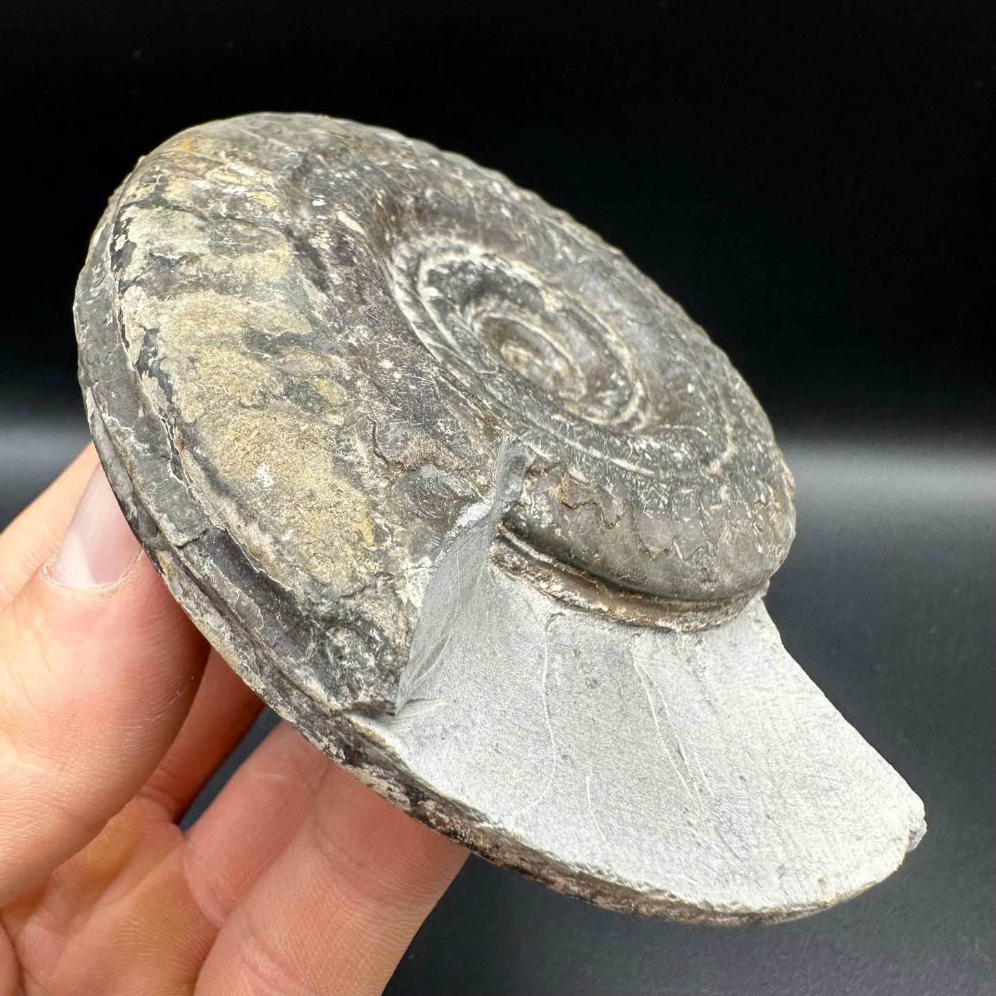 Hildoceras Bifrons Ammonite fossil with box and stand - Whitby, North Yorkshire Jurassic Coast, Yorkshire Fossils from the Jurassic Coast