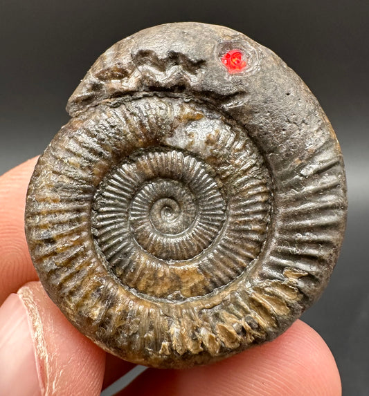 Snakestone Ammonite Fossil With Bag/Box And Stand - Whitby, North Yorkshire Jurassic Coast Yorkshire Fossils