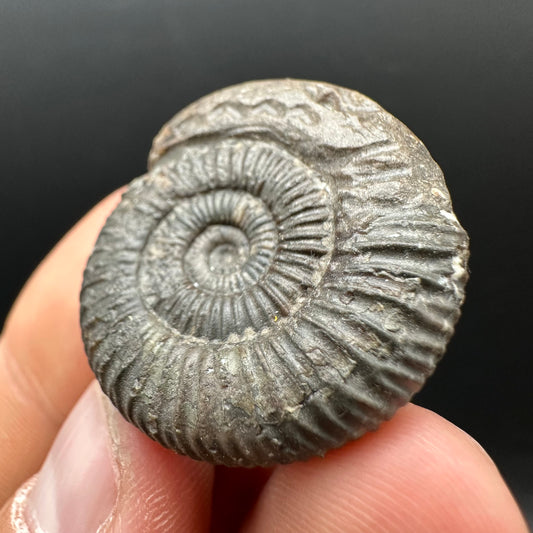 Snakestone Ammonite Fossil With Bag/Box And Stand - Whitby, North Yorkshire Jurassic Coast Yorkshire Fossils