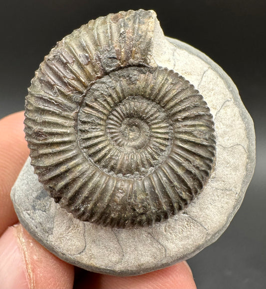 Dactylioceras Ammonite Fossil With Box And Stand - Whitby, North Yorkshire Jurassic Coast Yorkshire Fossils